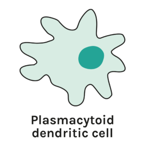 A plasmacytoid dendritic cell, with finger-like projections from its surface